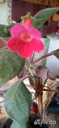 Облепиха. Луковица тюльпана. Б у банки. Калерия