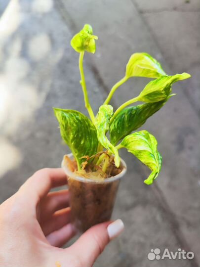 Сциндапсус Годзилла вар