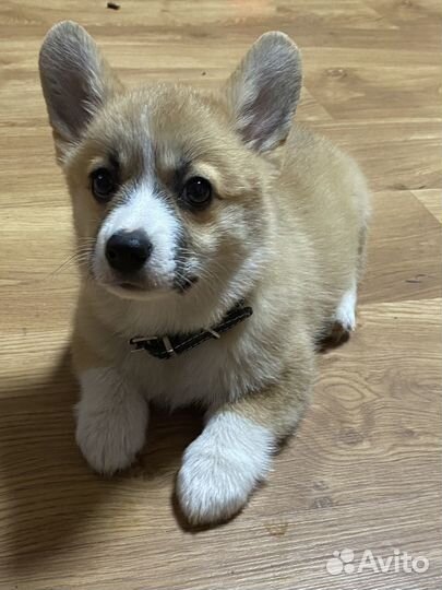 Вельш корги пемброк