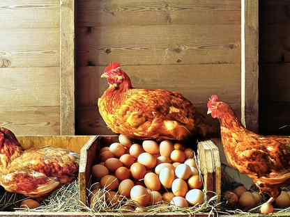 Куры несушки, Новомосковск