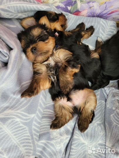 Йоркширский терьер