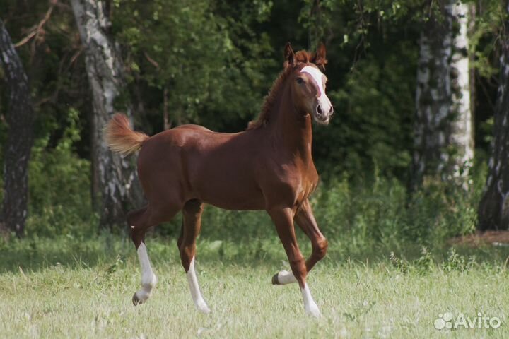 Пони,лошади,обмен