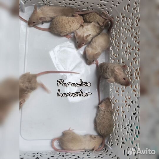 Мышки сатиновые, тексели, рексы