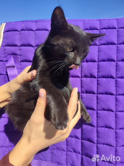 Красивый Котенок с идеальным характером