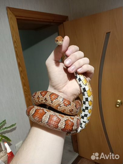 Змея маисовый полоз
