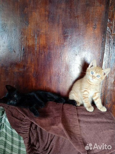 Котик в добрые руки