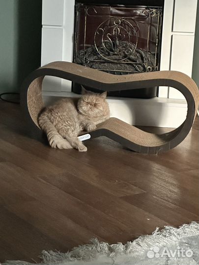 Отдам в добрые руки кошку