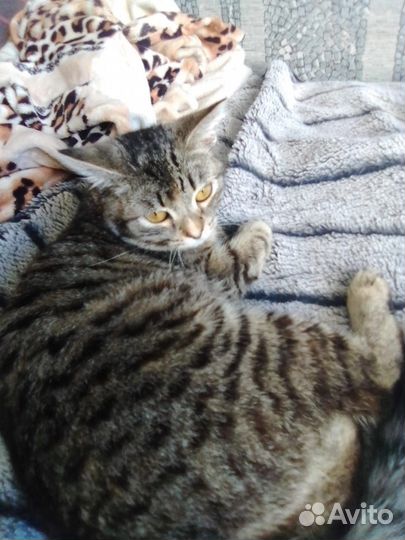 Кошечка