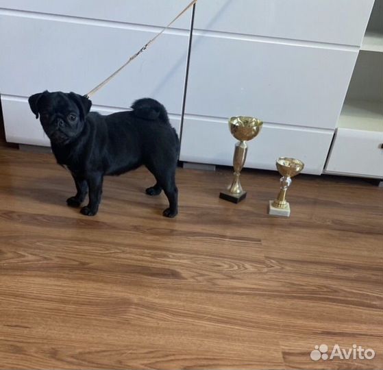 Мопс девочки подрощенные щеночки