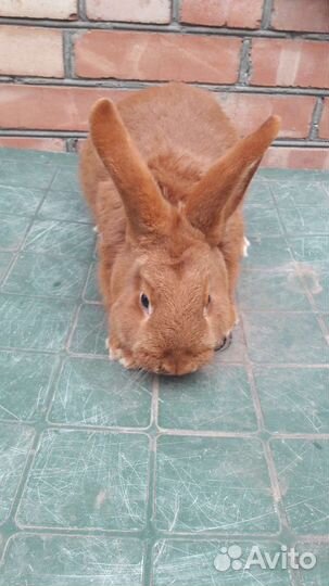 Кролик