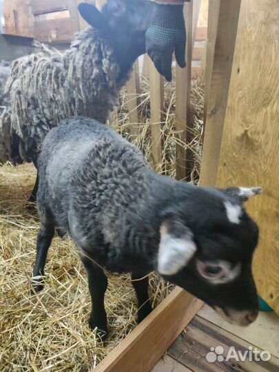 Продам ягнят и овец романовской породы