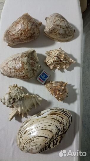 Морские раковины, ракушки