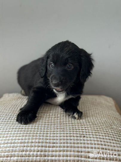 Щенок спаниеля