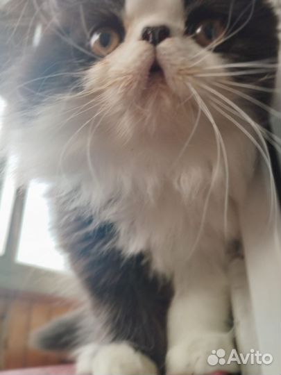 Персидский котенок