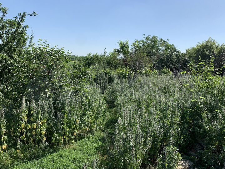 Дом 29 м² на участке 50 сот.