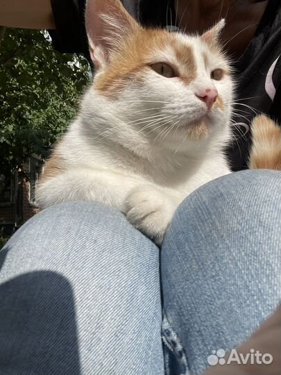 Кот Василий