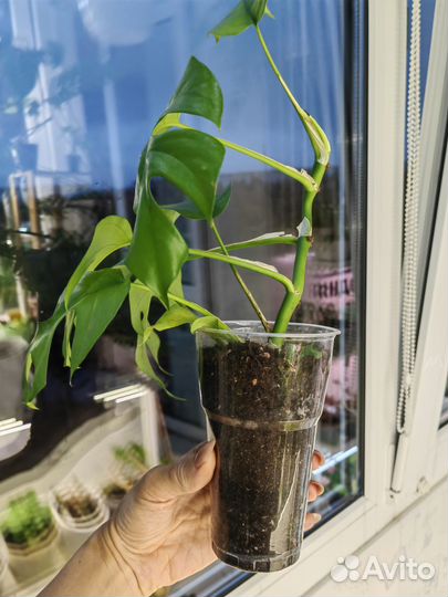 Алоказии, Синнгониум, филодендрон, монстера