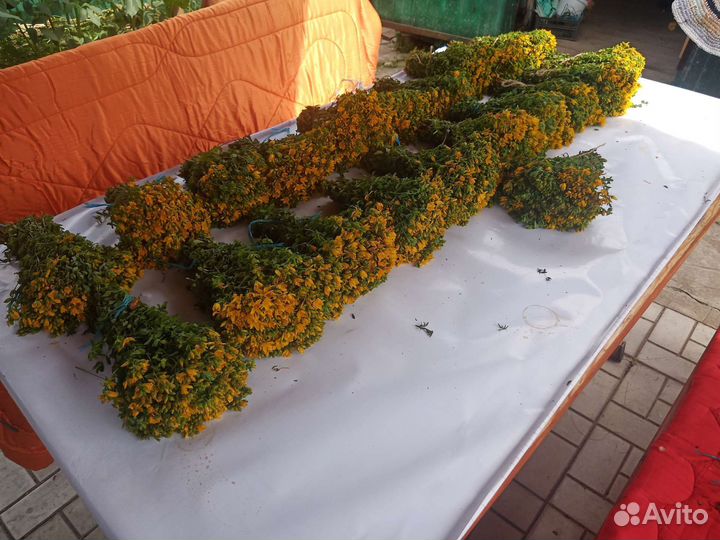 Зверобой