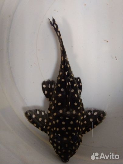 Номерные сомы