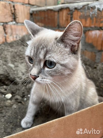 Кошка и котята