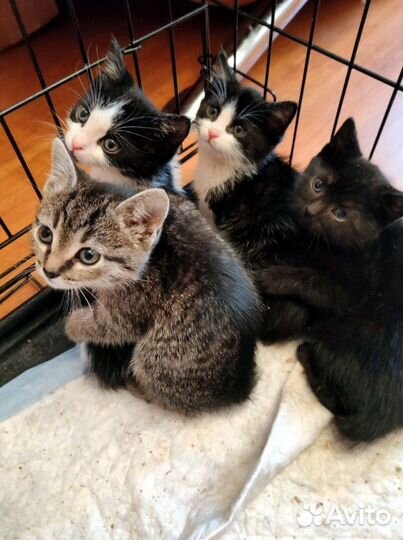 Воспитанные котята