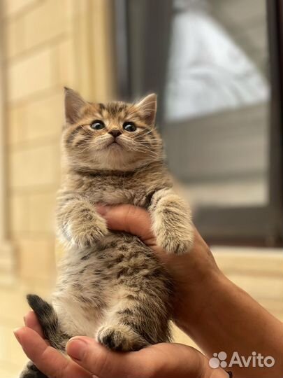 Котятя шиншила