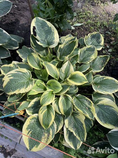 Хоста куст, роджерсия