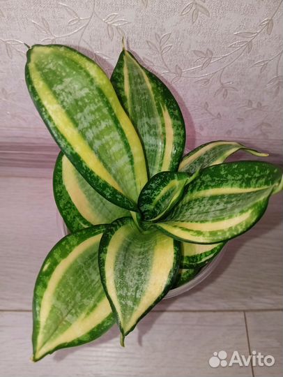 Сансевиерии Ханни голд, фаворит, флеминг