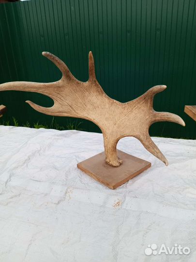Продам рога лося
