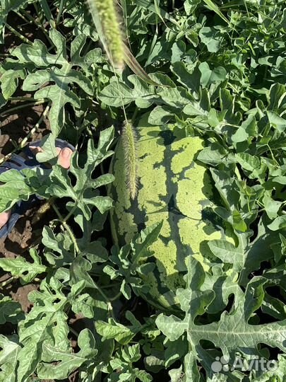 Арбуз Оптом