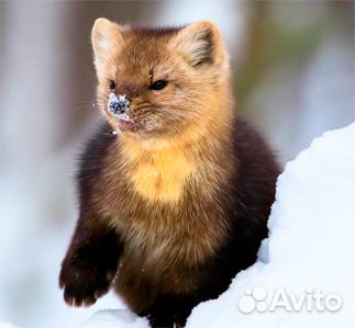 Заготовка пушнины