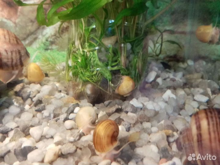 Аквариумные улитки ампулярии