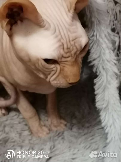 Сфинкс на вязку