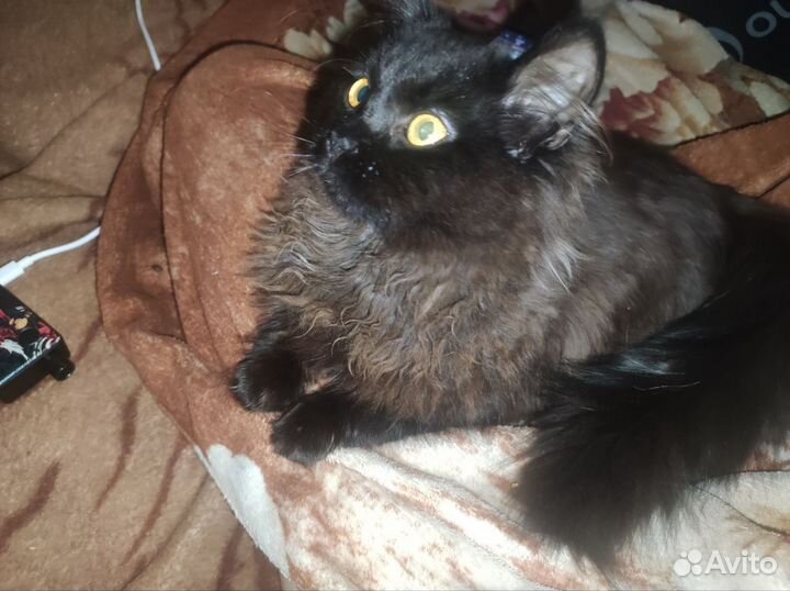 Кошка и кот