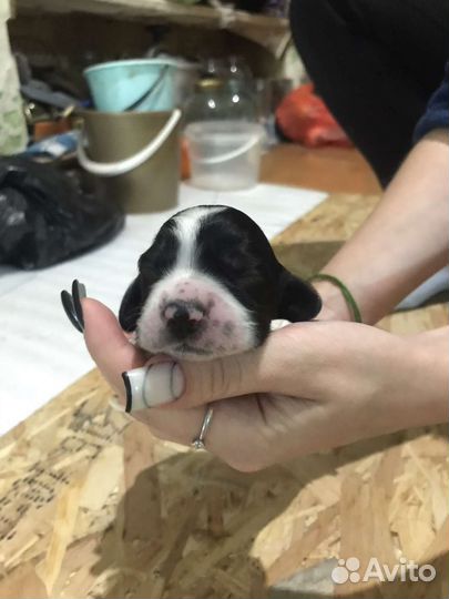 Русский охотничий спаниель