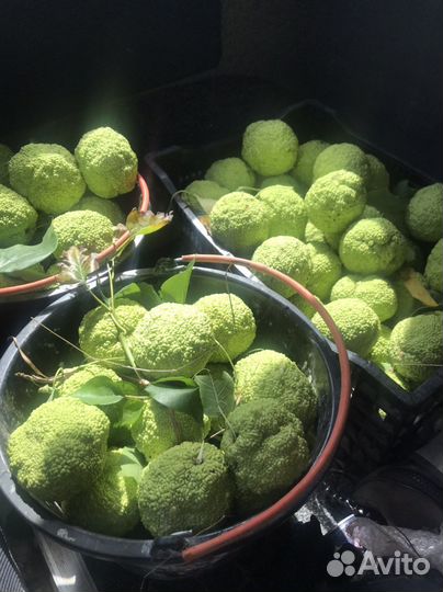 Маклюра адамово яблоко