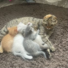 Кошки котята британские