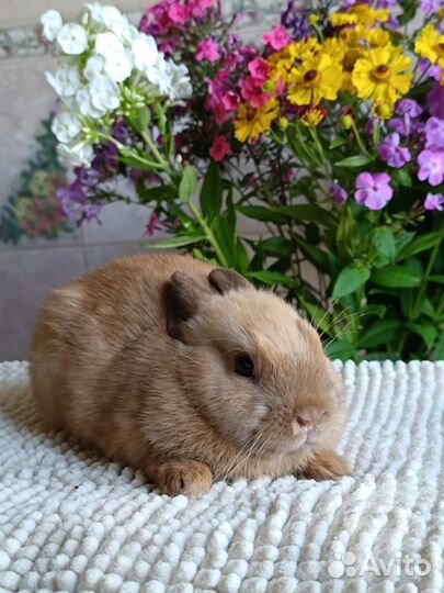 Цветной карлик