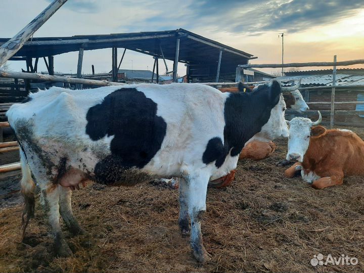 Коровы дойные