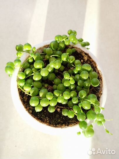 Крестовник Роули в горшке с поддоном