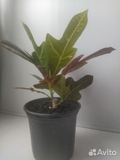 Кодиеум кротон