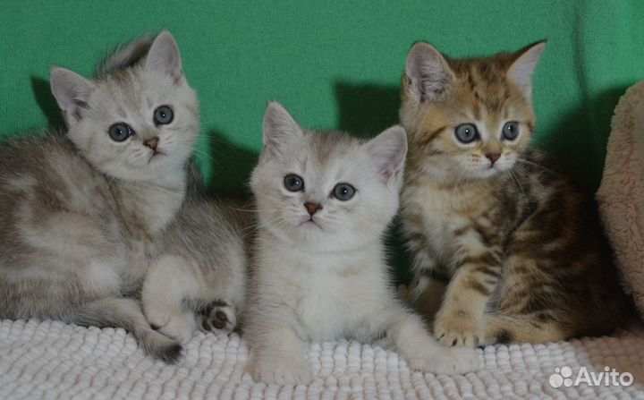 Британские красивые котята