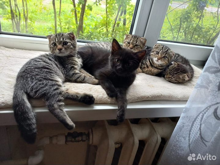 Шотландские котята
