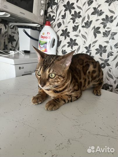 Вязка Кот Бенгал