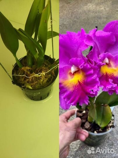 Орхидеи каттлеи