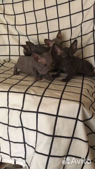 Канадский сфинкс