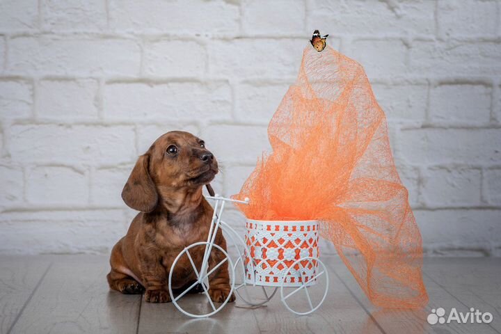 Миниатюрный тигровый кобель таксы для вязки