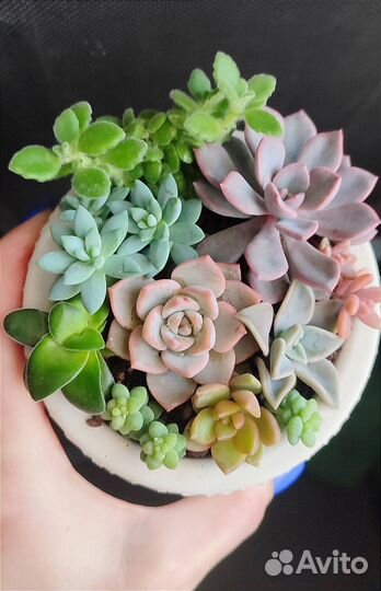 Суккуленты