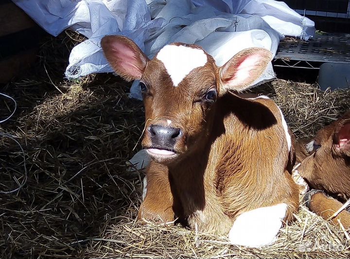 Тёлушки Джерси Швиц