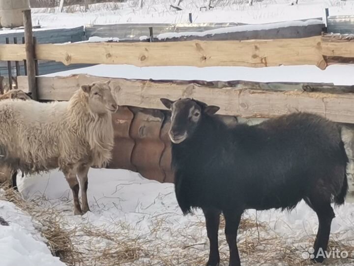 Продам барана породы Катумская